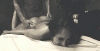 tumblr_notk4v9ue91sdqonpo1_500.gif