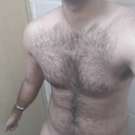 Hairy_bull