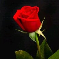 Scarlet