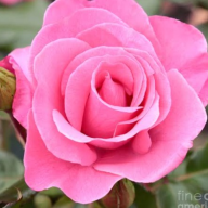 Shalini33