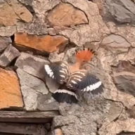 sudhirkokate