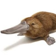 platypus