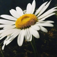 ANPP12337