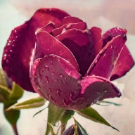 Wildrose