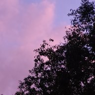 blueberrieye