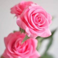 PinkkChanthu