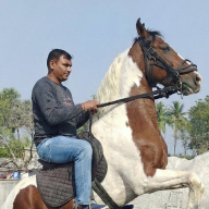 Bava