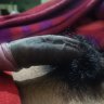 suckmydickk