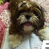 FluffyLeoDas
