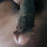 anxil