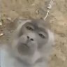 misthybabie