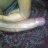 Delhi_Pussy_Licker
