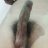 dick4chick