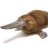 platypus