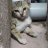 Mahata_27