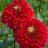 jashmitha
