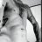 Texas_Cock