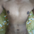 D_Cock
