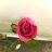 Ankush07